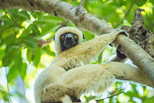 madagascarlemur马达加斯加狐猴和宝宝