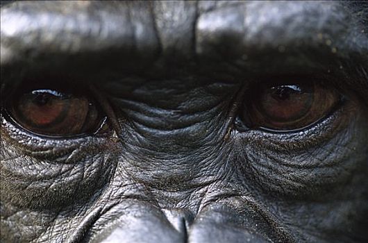 倭黑猩猩,特写,眼睛,刚果