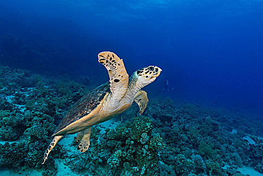 绿海龟,龟类,上方,礁石,红海