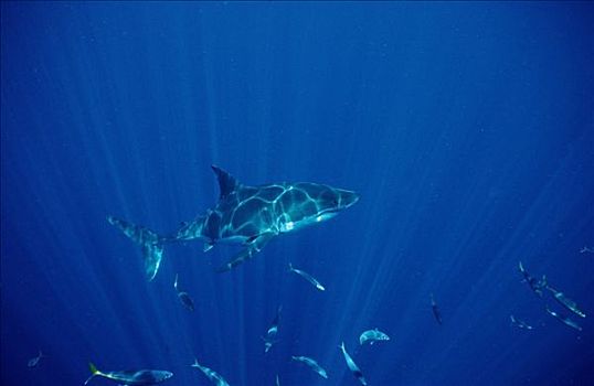 大白鲨,沙鲨属,岛屿,南非共和国,侧面