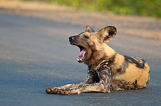 非洲野狗,非洲猎犬,非洲,涂绘,狗,躺着,道路,哈欠,克鲁格国家公园,南非