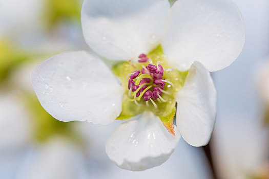 雨后梨花特写