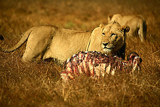 非洲野生动植物,狮子,雌狮,杀,赞比亚