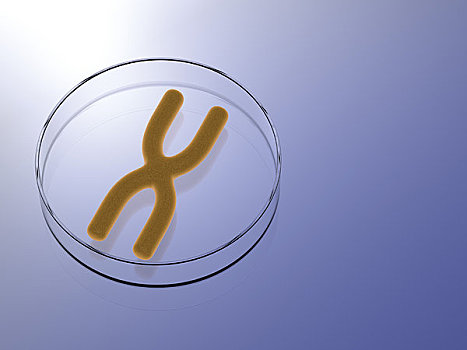 染色体,培养皿