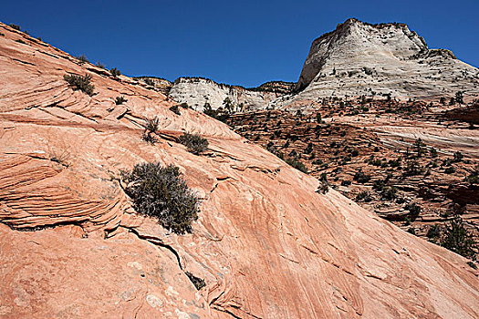 砂岩,岩石构造,清晰,溪流,锡安国家公园,犹他,美国,北美