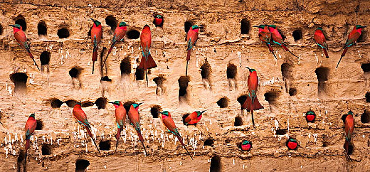 南方,深红色,食蜂鸟,南卢安瓜国家公园,赞比亚