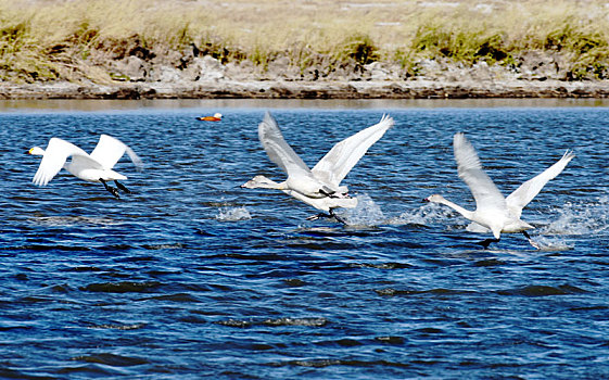 在河北坝上湿地栖息的白天鹅