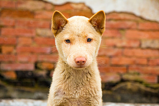 中华田园犬幼崽