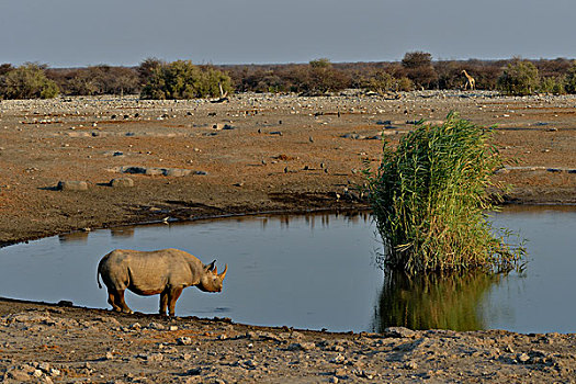 犀牛,黑犀牛,水潭,埃托沙国家公园,纳米比亚,非洲