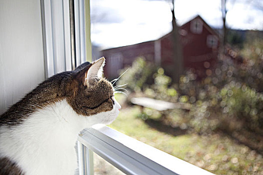 猫,看穿,窗