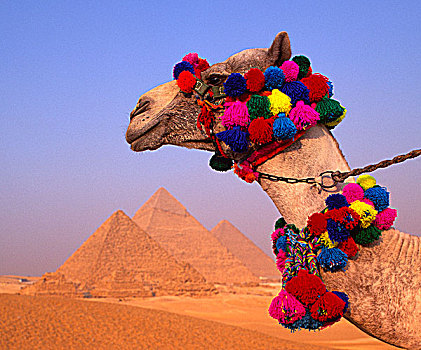 吉萨金字塔,骆驼