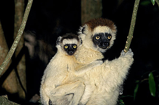 马达加斯加狐猴,维氏冕狐猴,贝伦提保护区,马达加斯加
