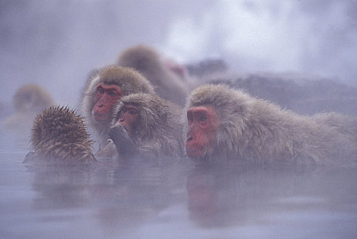 日本,靠近,长野,雪猴