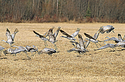 成群,沙丘鹤,不列颠哥伦比亚省,加拿大