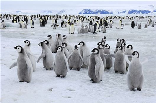 帝企鹅,幼禽,生物群,雪丘岛,南极