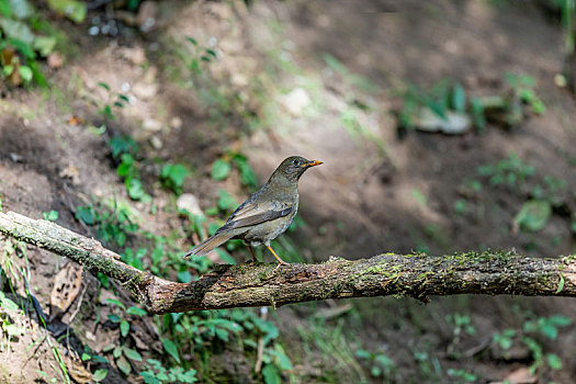 生活在喜马拉雅山脉山系灌丛中的灰翅鸫鸟