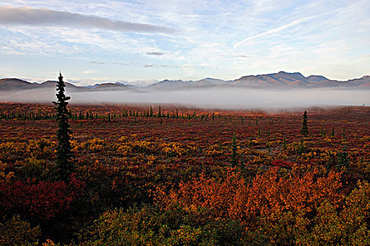 雾状,气氛,高处,秋天,苔原,德纳里峰国家公园,阿拉斯加
