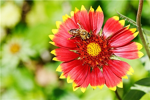 蜜蜂,花,灰尘