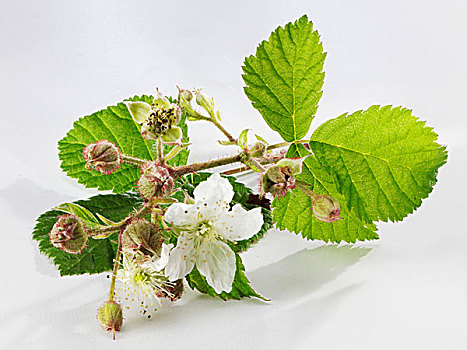 嫩枝,树莓,花,白色,表面