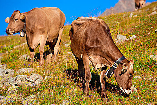 母牛,山,草地,阿尔卑斯山