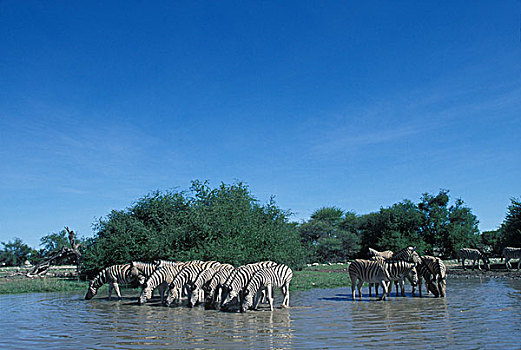 纳米比亚,埃托沙国家公园,牧群,平原斑马,斑马,饮料,水边,洞