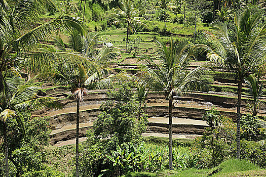 稻田,棕榈树,巴厘岛