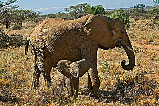 母亲,婴儿,非洲象,桑布鲁野生动物保护区,肯尼亚