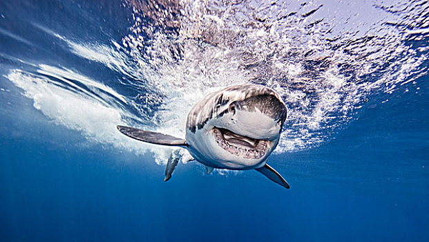 大白鲨,进入,水,攻击,诱饵,水下视角