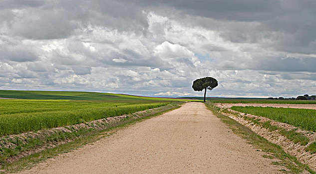 农田,孤单,松树,树,地点,边缘,西班牙,欧洲
