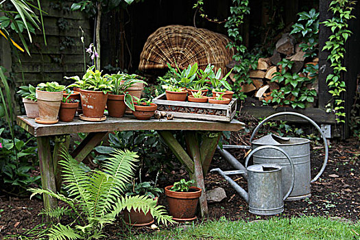 玉簪属植物,陶制器具,木制长椅,靠近,洒水壶