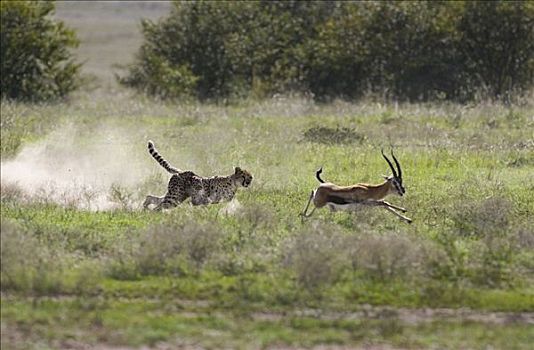 印度豹,猎豹,追逐,汤氏瞪羚,马赛马拉国家保护区,肯尼亚