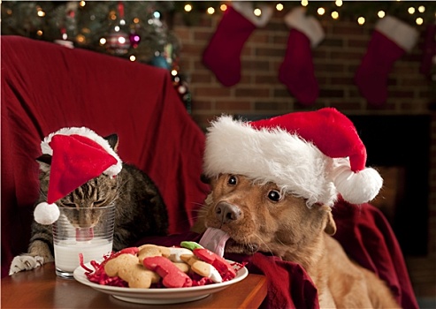 猫,狗,吃,圣诞老人,餐食