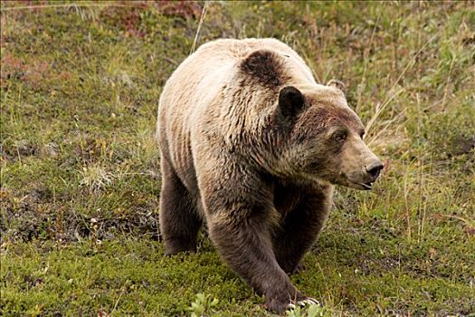 大灰熊,棕熊,雄性,德纳里峰国家公园,阿拉斯加,美国