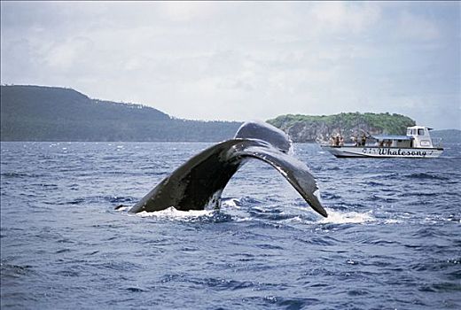 驼背鲸,大翅鲸属,鲸鱼,靠近,观鲸,船,汤加