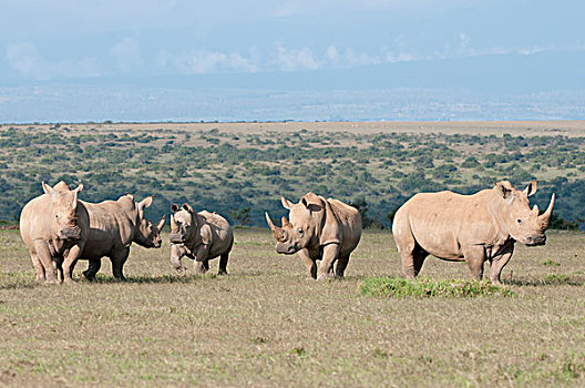 白犀牛,群,大草原,牧场,肯尼亚