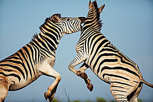 斑马,打斗,禁猎区,南非