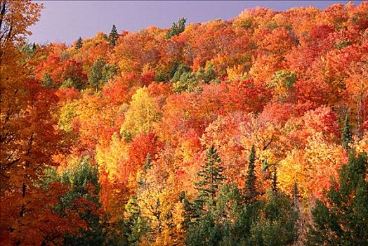 秋色,阿尔冈金省立公园,安大略省,加拿大