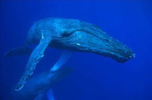驼背鲸,大翅鲸属,鲸鱼,水下,夏威夷,提示,照相