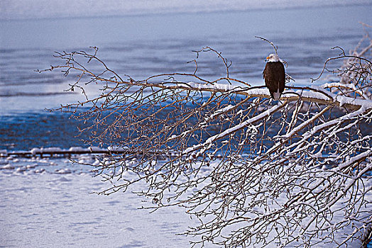 白头鹰,阿拉斯加,契凯特白头鹰保护区,冬天,河,山谷,鹰,海恩斯