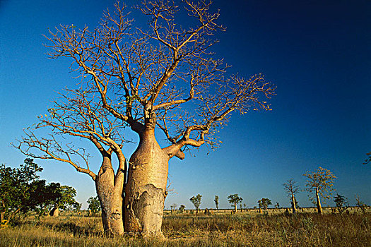澳大利亚,猴面包树,树,西澳大利亚州