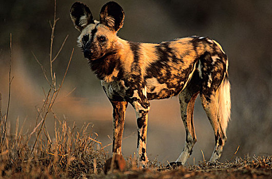 野狗,非洲野犬属,克鲁格国家公园,南非,非洲