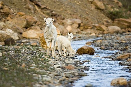 野大白羊,母羊,羊羔,喝,小,溪流,德纳里峰国家公园,阿拉斯加,夏天