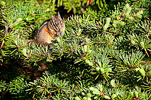 花栗鼠,吃,桑葚,班芙国家公园,艾伯塔省,加拿大