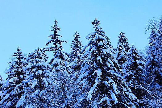 松树,树林,雪