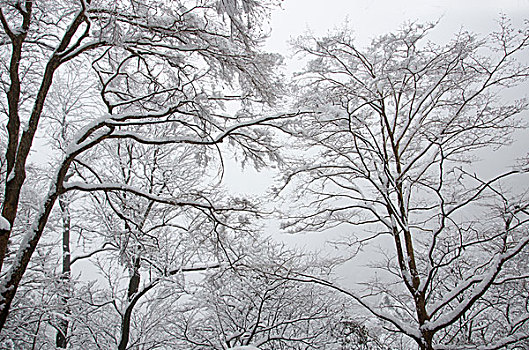 黄山冬季雪景