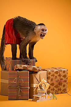 猴子,圣诞礼盒,黄色背景