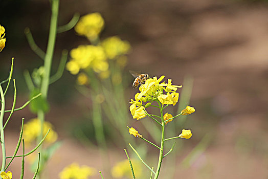 油菜花,蜜蜂