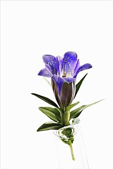 一个,蓝色,龙胆根,花,小,玻璃花瓶