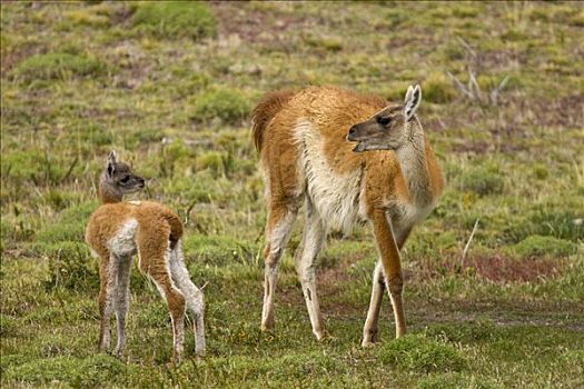 原驼,幼兽,母亲,托雷德裴恩国家公园,智利