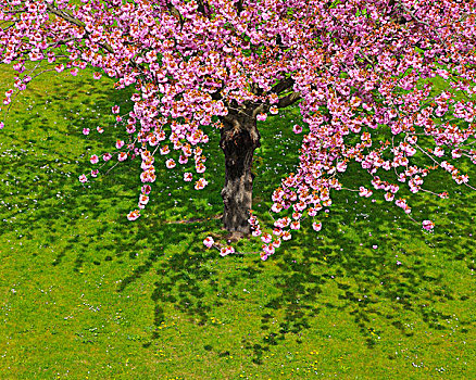 花,樱桃树,施佩萨特,巴伐利亚,德国